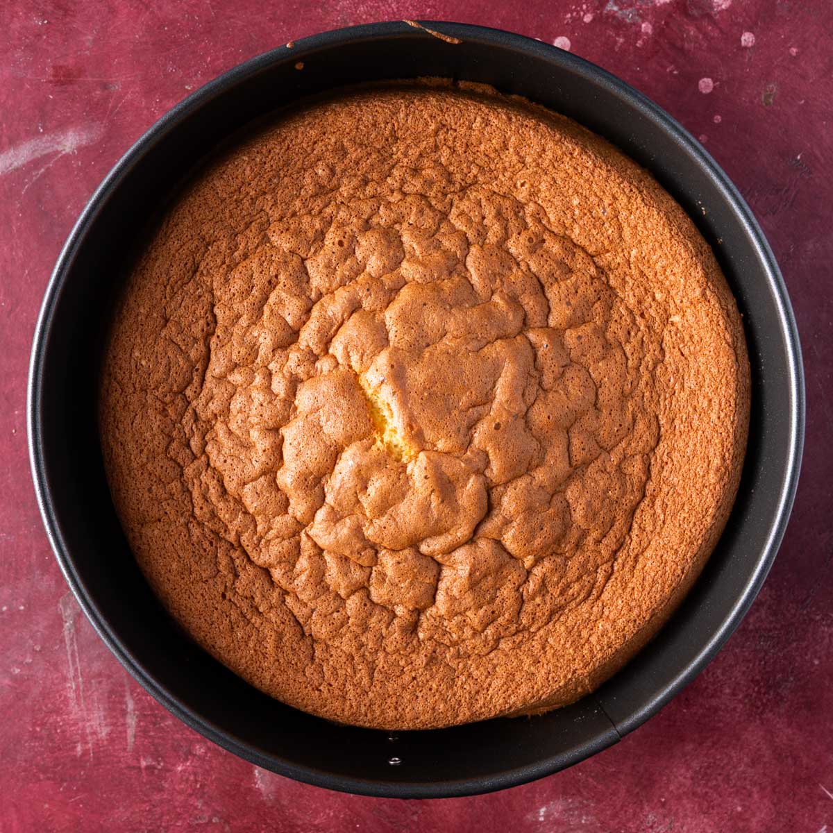 baked sponge cake in a springform pan